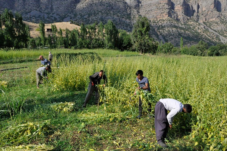 İmece usulü susam hasadı