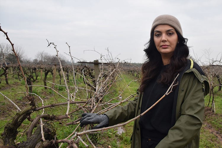 Manisa'da üzüm bağlarında budama mesaisi