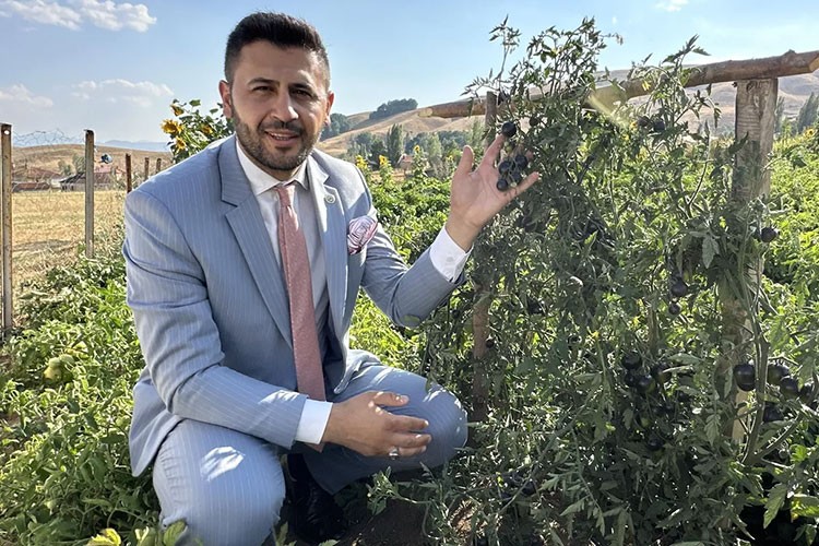 G. Amerika'nın ünlü siyah domatesini Hakkari'da ekti