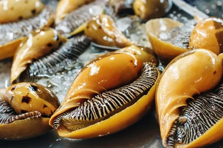 Deniz salyangozu ihracatı 9 ayda 10,7 milyon dolar kazandırdı