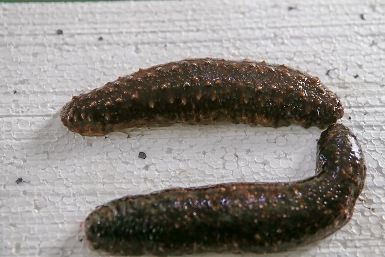 İhracatıyla dikkati çeken deniz patlıcanı, çiftlikte de yetiştirilecek