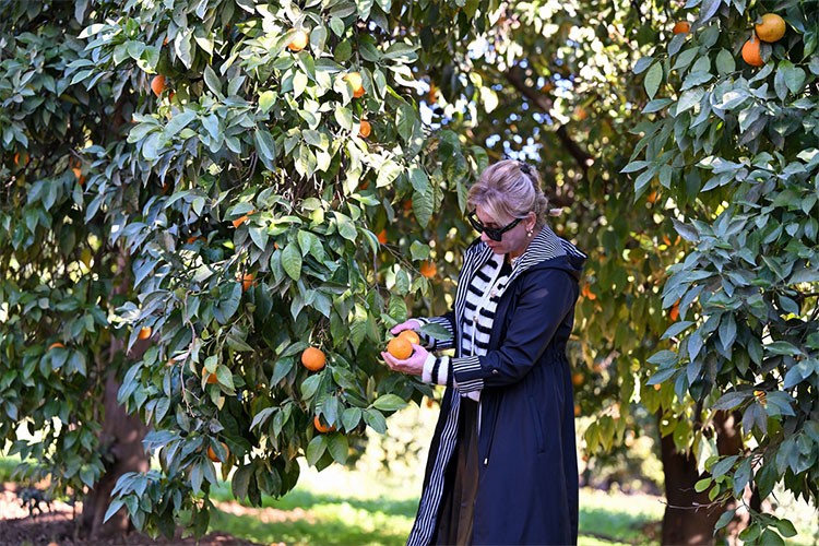 Antalya'nın "turunç"u hem sofraları hem sokakları süslüyor
