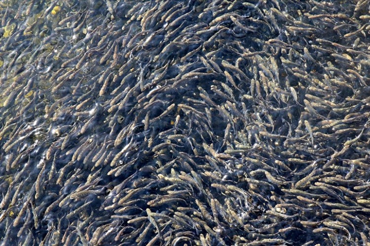 100 milyon yavru balık kaynaklara bırakılacak