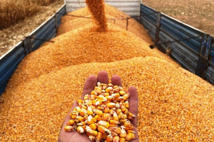 Mısır ithalatında arz güvenliği viçin tarife kontenjanı açıldı