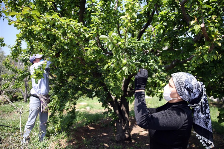 Göktaş: Can eriği Avrupa'da revaçta