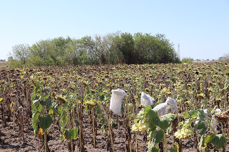 Edirne'de geliştirilen ayçiçeği hastalıklardan daha az etkilendi