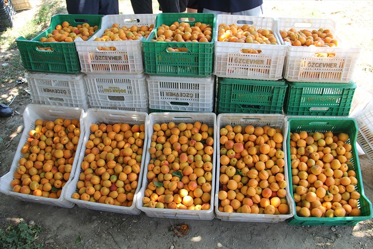 Erkenci kayısı hasadına devam