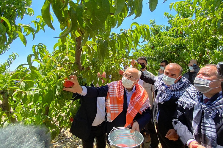 Şeftalide hasat coşkusu