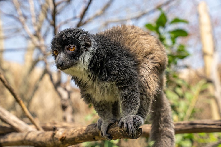 Dünya Lemur Günü'nde Lemurların Korunmasına Dikkat Çekiyor!