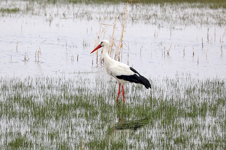 Ağrı Dağı'nın etekleri göçmen kuşlarla şenlendi