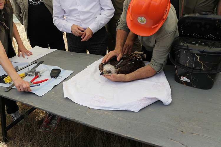 Tekirdağ'da şah kartal ve leylek yavruları halkalanıyor