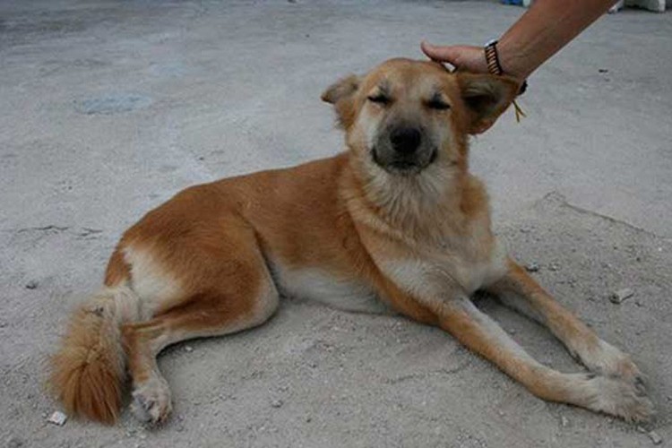 Sokak hayvanları için düğmeye basıldı