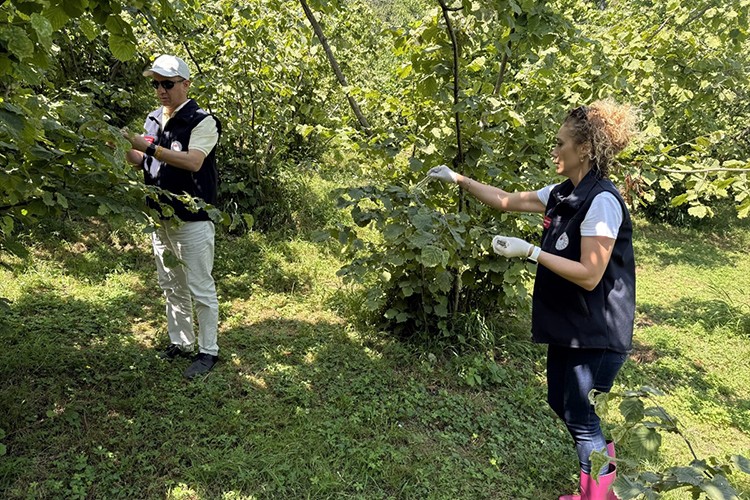 Kokarcayla mücadele için 55 bin samuray arısı doğaya salındı