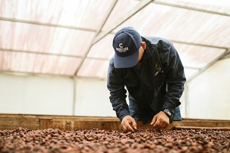 Kakao fiyatlarında tüm zamanların en hızlı haftalık düşüşü