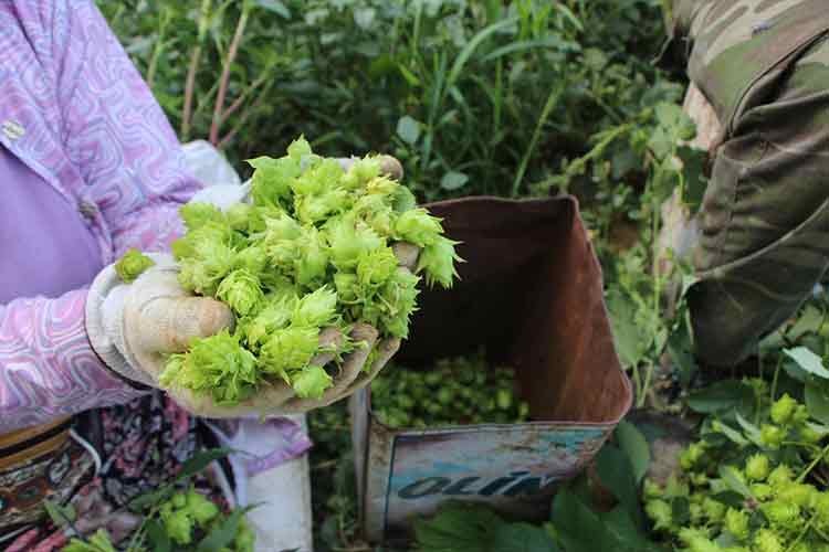 Bilecik'te şerbetçi otu üreticileri hasada başladı