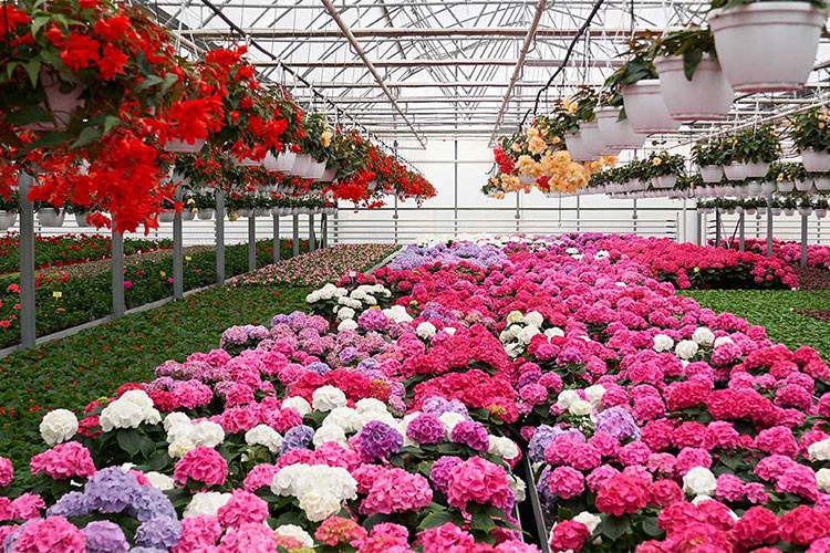 Dış mekan süs bitkilerine kalite standardı geliyor