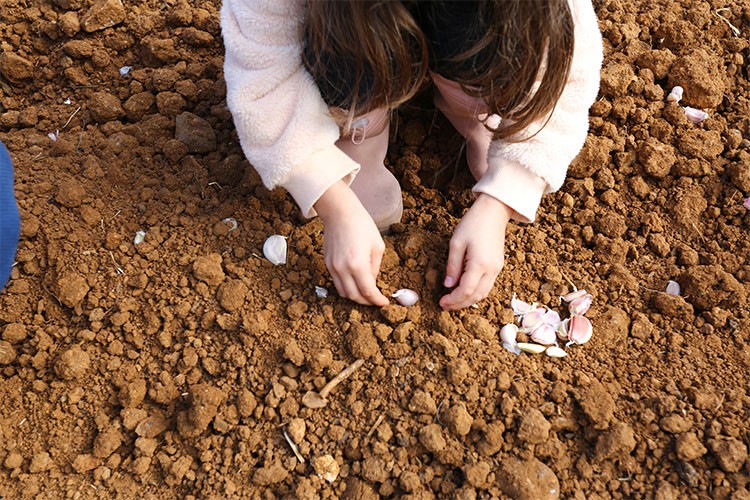 Ula sarmısağında imece usulü üretim modeli