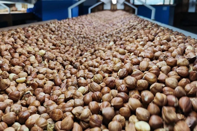 Fındık ihracatının yüzde 35'i Trabzon'dan yapıldı