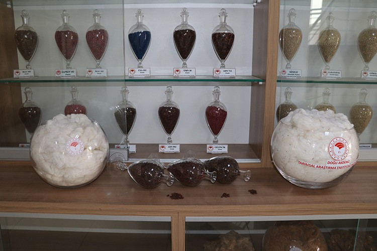 Adana'da geliştirilen üç yeni pamuk çeşidi tescillendi