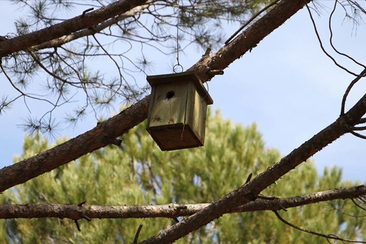 Orman zararlılarına yönelik çalışma