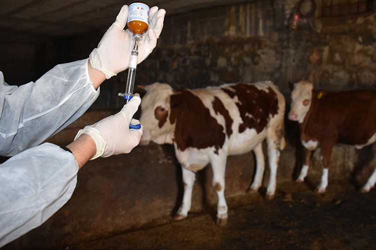 Şap hastalığına karşı aşılama başladı