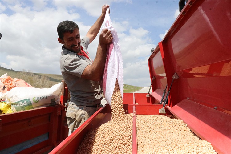 Artan yağışlar nohutta rekolte beklentisini artırdı