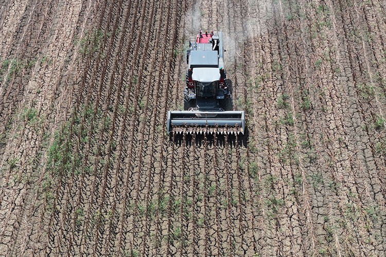 Edirne'de aşırı sıcaklar nedeniyle ayçiçeği hasadı bu yıl erken başladı