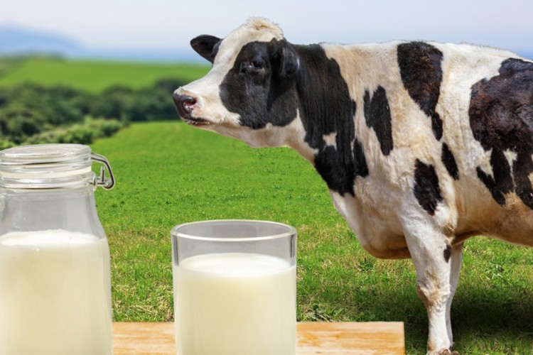 Toplanan inek sütü miktarı şubatta 877 bin 774 ton oldu