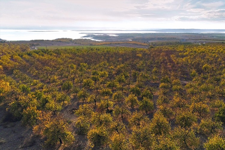 20 bini aşkın kayısı ağacı toprakla buluşturuldu