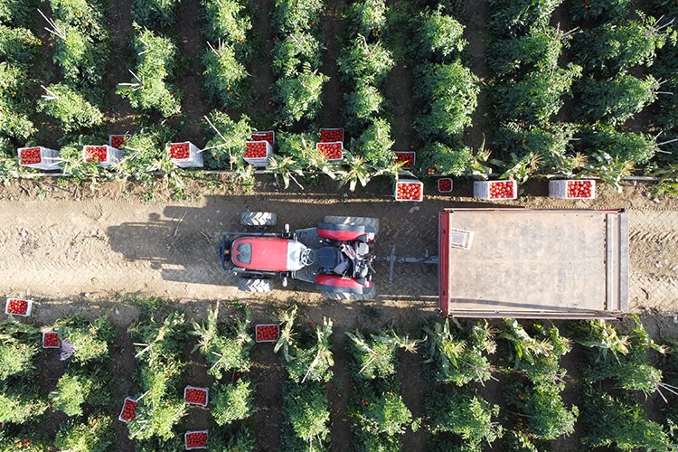 Bilecik'te domatesin hasadına başlandı