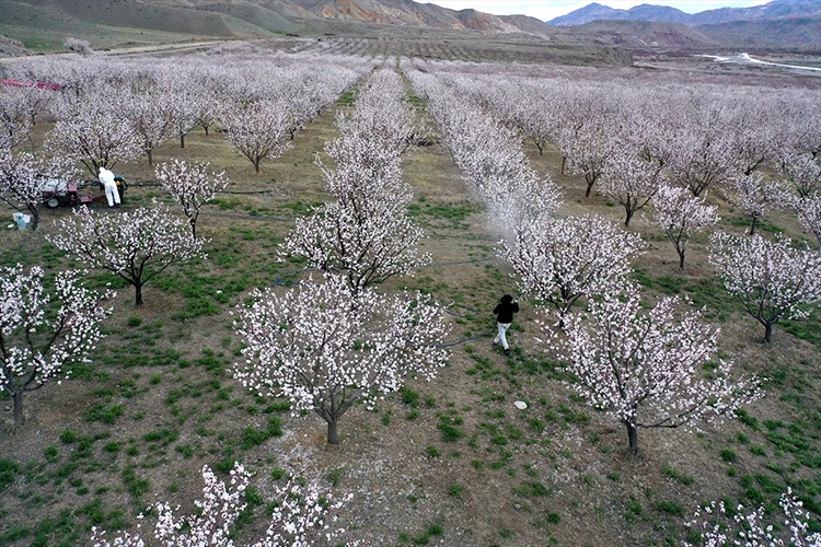 Kayısılar ilk çiçeklenme döneminde takibe alındı