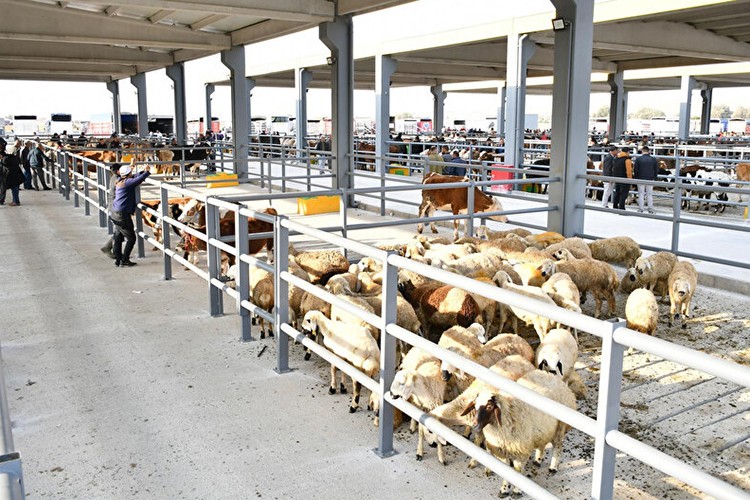 6 ilde daha hayvan pazarlarının açıldı