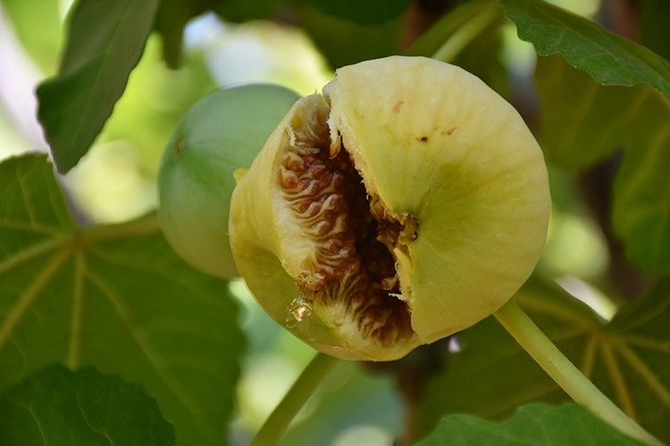 "Abbas inciri", fiyatı ve kalitesiyle üreticisini sevindiriyor