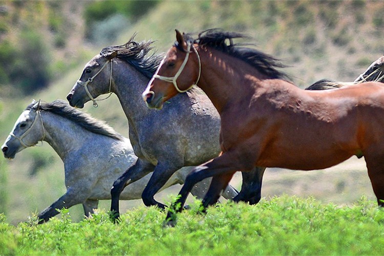 TİGEM, 66 baş safkan Arap koşu tayı satacak