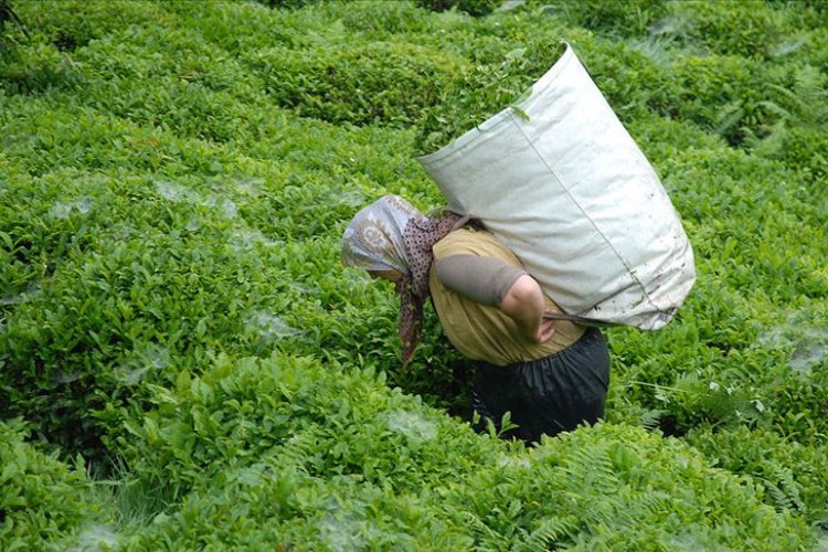 Birinci sürgünü 194 bin 351 ton çay alarak tamamladı