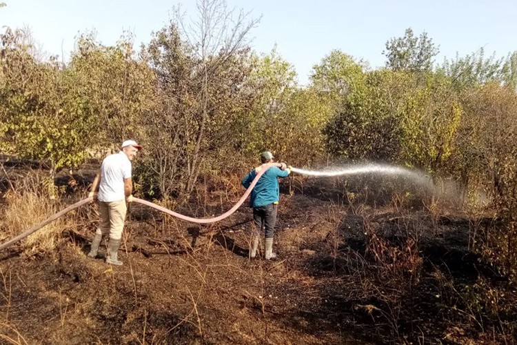 Çorum'da çıkan yangında 2 dekar ceviz bahçesi zarar gördü