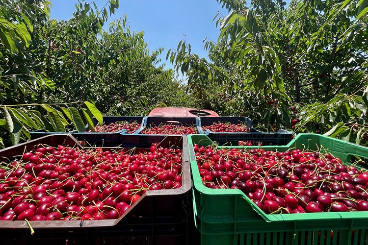 Mihalıççık kirazında ılıman geçen kış mevsimi verimi artırdı