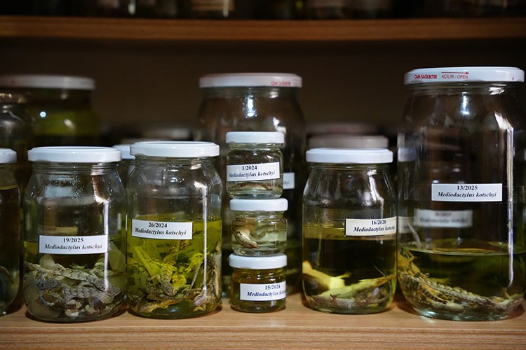 Topladıkları sürüngenler ve bitkileri müzede sergilemek istiyor