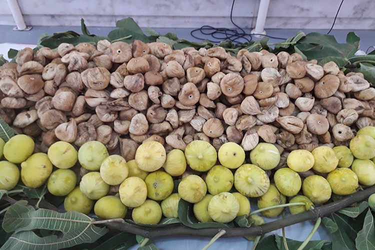 Kuru incirde ihracatında 369 milyon dolarlık tarihi rekor