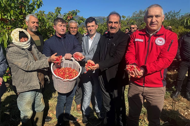 Erkenci kiraz üretim merkezi Manisa'da sezonun ilk hasadı yapıldı