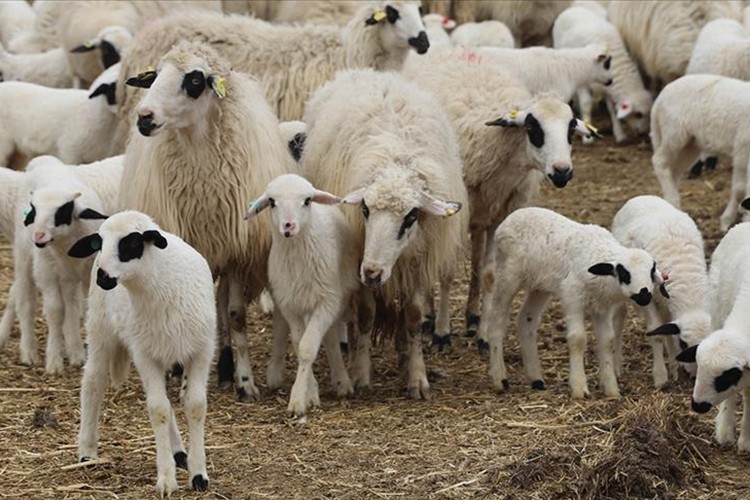 Küçükbaş hayvan desteklerinin artırılması sektörde sürdürülebilirliğe katkı sunacak