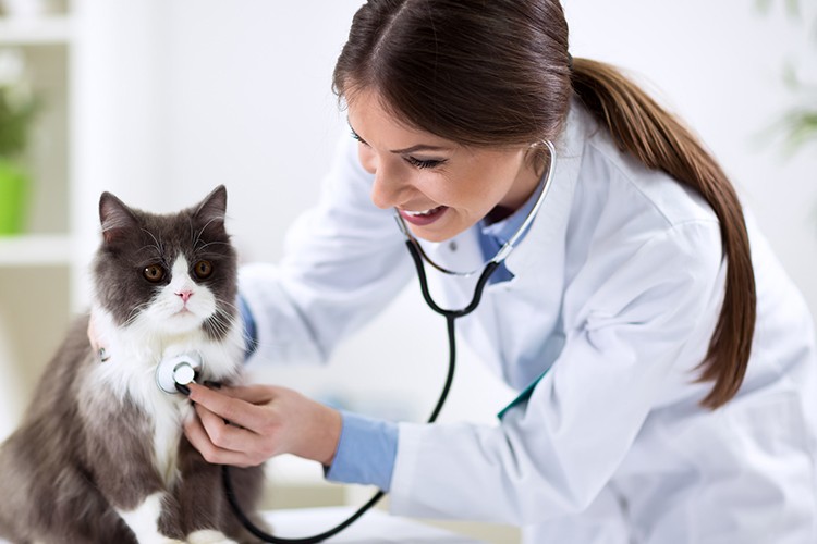 Veterinerlerden belediyelere işbirliği önerisi