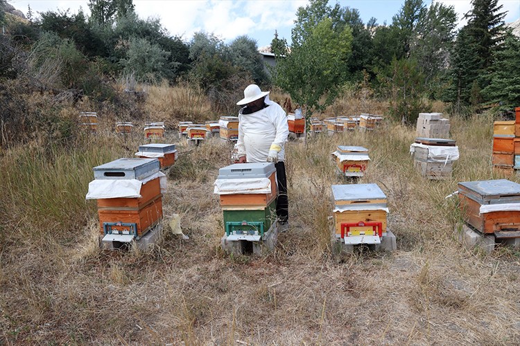 Devlet desteğiyle arıcılığa başlayan 5 arkadaş üretimi artırmayı hedefliyor