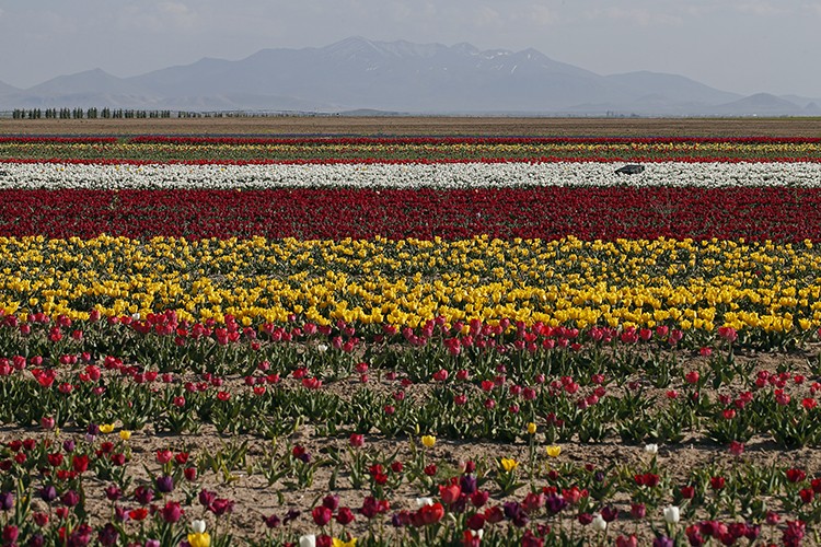 Türkiye'den 12 ülkeye "lale" ihracatı
