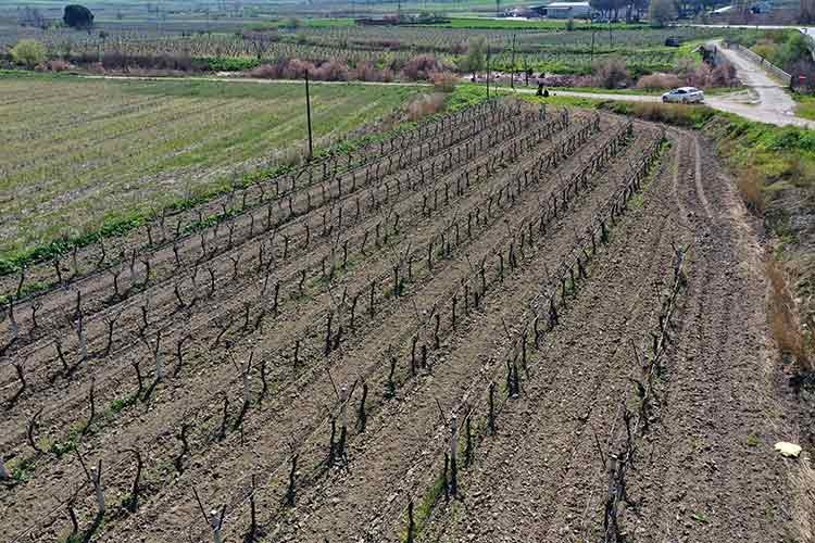 Manisa'da filizlenen üzüm bağları zirai dondan etkilendi