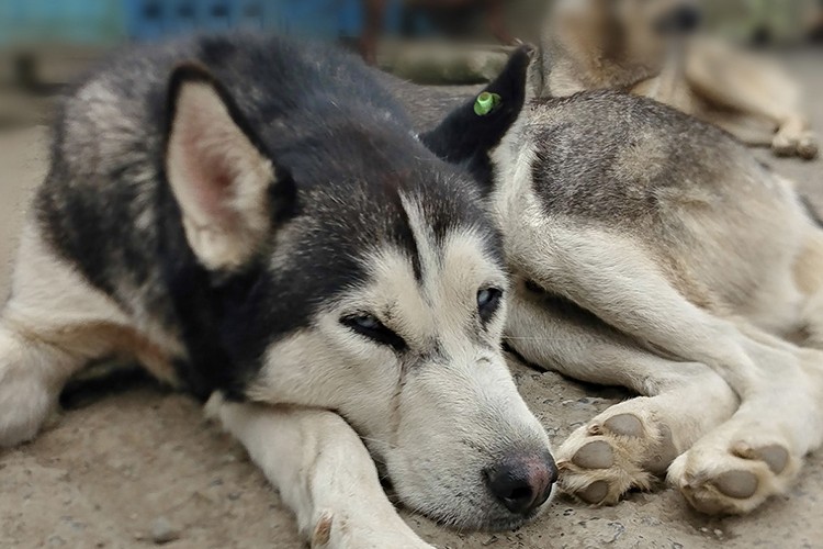 Binlerce hayvanı doyuracak