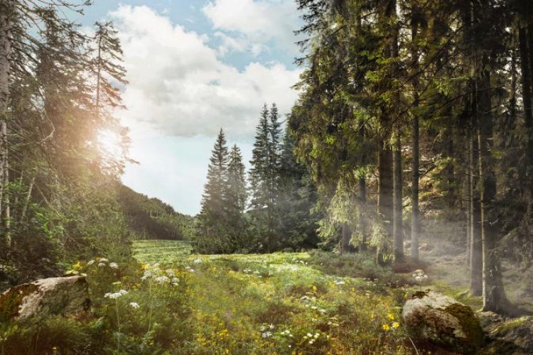 Ormanlar ve köyler ülkeye "ekoturizm" ile katkı sağlayacak