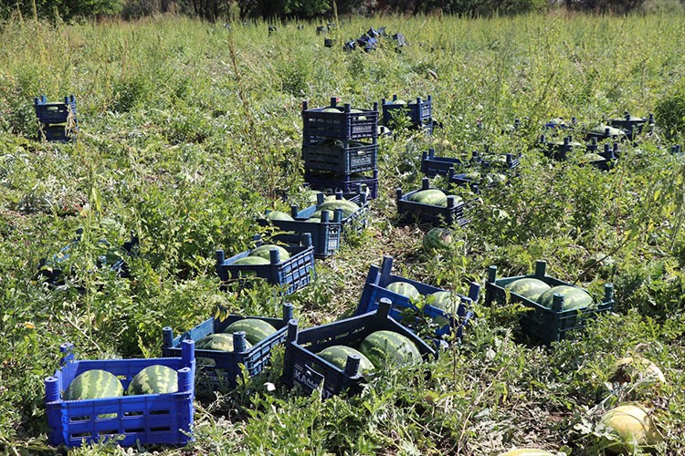 Munzur Dağı eteklerinde kavun, karpuz yetiştiriciliği artıyor