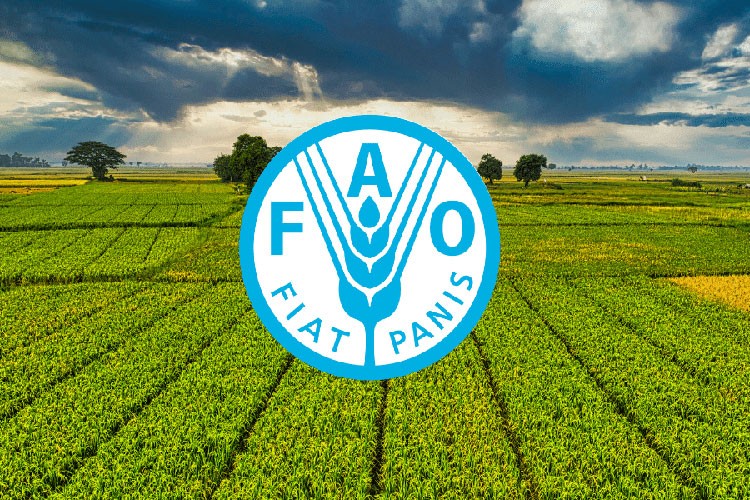 Türkiye, FAO konsey üyeliğine seçildi