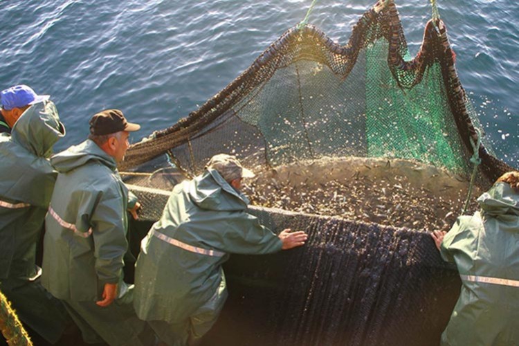 Su ürünleri avcılığındaki yasaklar yeniden düzenlendi